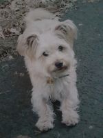 Lieschen, Daniela Wigger